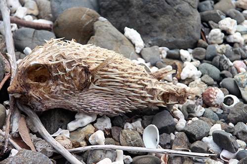 Dead puffer fish