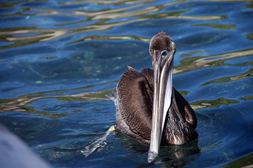 More Pelicans