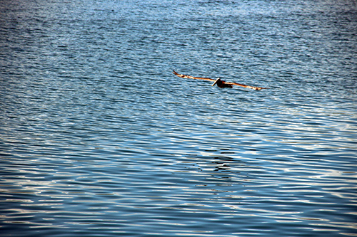 Pelicans...