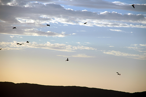 Lots of Pelicans...