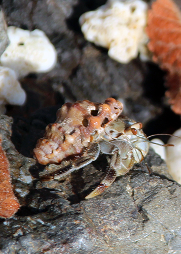 Hermite crab